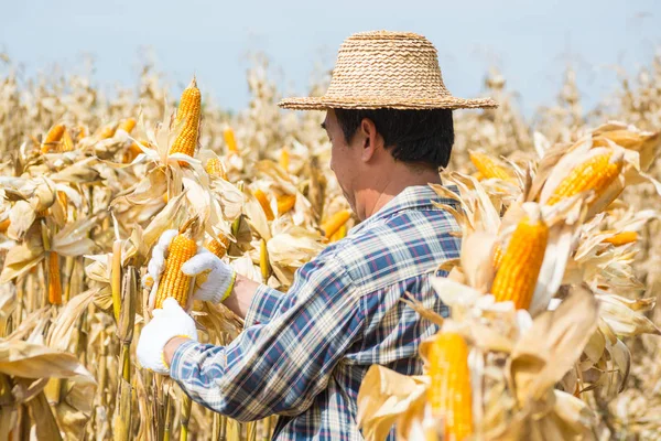 Asian Male Farmer Worker Analyze Sweet Corn Cob Field Nature — Stock Photo, Image