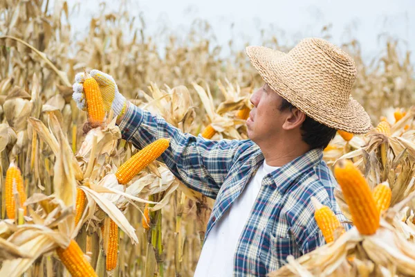 Asian Male Farmer Worker Analyze Sweet Corn Cob Field Nature — Stock Photo, Image