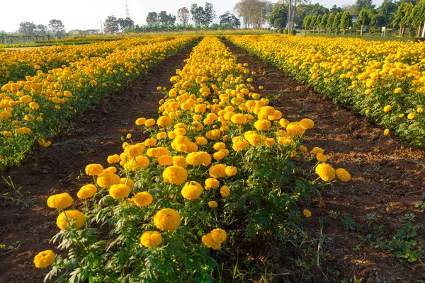 Marigold Flowerbed Road Thailand Marigold Flower Used Buddhism Hinduism Religion Stock Picture