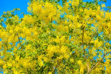 Cassia fistül, altın yağmur ağacı olarak bilinen