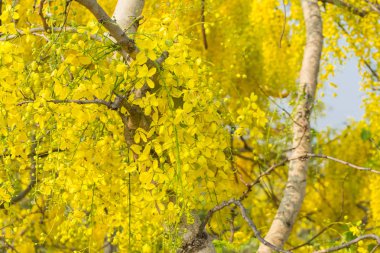 Cassia fistül, altın yağmur ağacı olarak bilinen