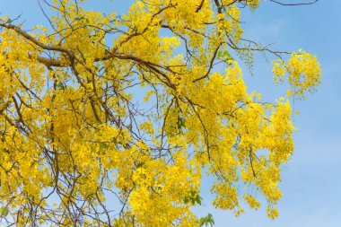 Cassia fistül, altın yağmur ağacı olarak bilinen