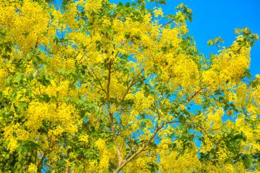 Cassia fistül, altın yağmur ağacı olarak bilinen