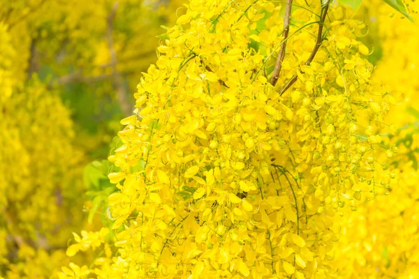 Cassia συρίγγιο, γνωστή ως χρυσή βροχή δέντρο — Φωτογραφία Αρχείου