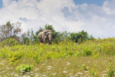 Vahşi Tay mavi gökyüzü altında çim alanın üzerine yürüyen fil
