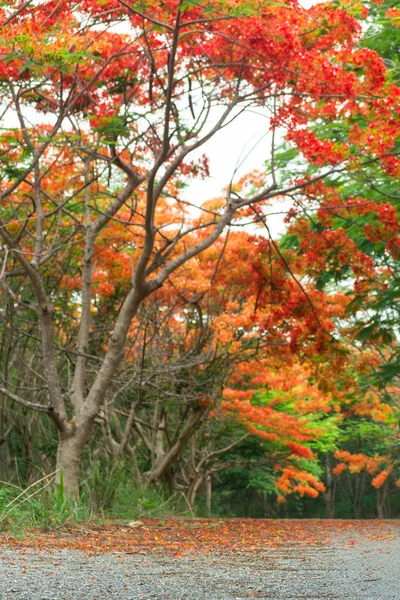 Scene of Flame Tree, Royal Poinciana
