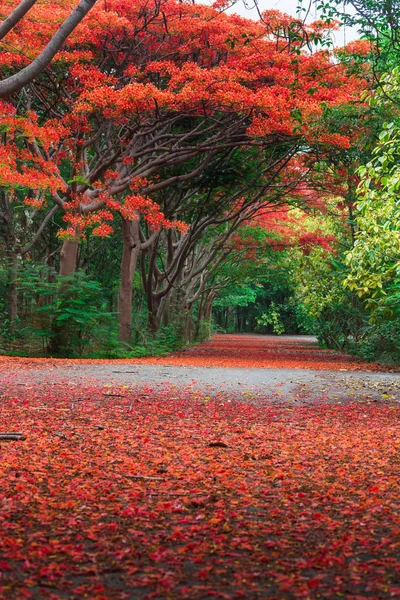 Scene of Flame Tree, Royal Poinciana or delonix regia in autumn season.  Red Flower bloom over road or street