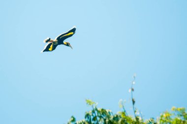 Khao Yai Milli Parkı'nda büyük hornbill