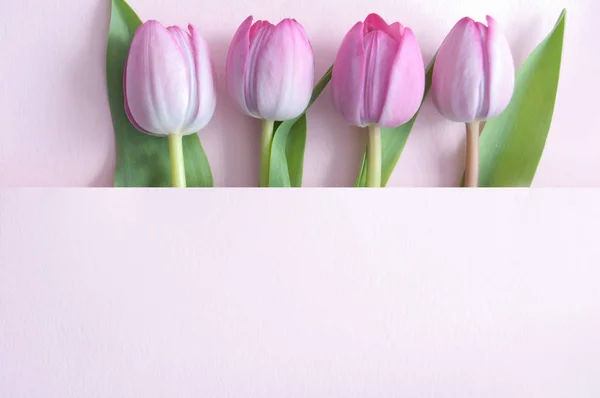 Seasonal tulips — Stock Photo, Image