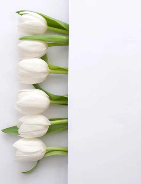 White tulips