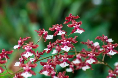 Çiçek açan egzotik orkideler