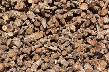 Wood collected in a large pile