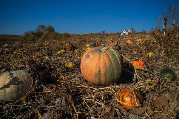 畑の大きなカボチャ 秋の時間 — ストック写真