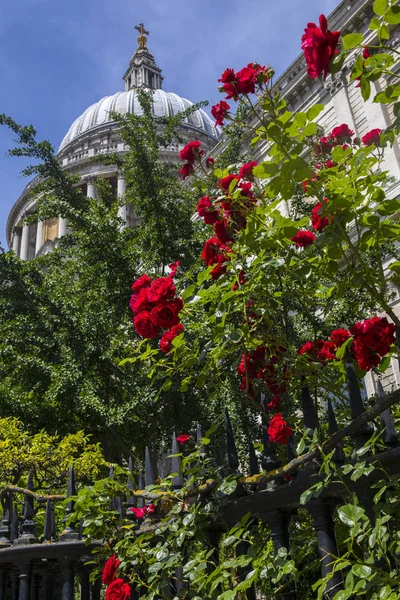 Londra Ngiltere Tarihi Pauls Katedral Kilise Mezarlığına Büyüyen Kırmızı Gül — Stok fotoğraf