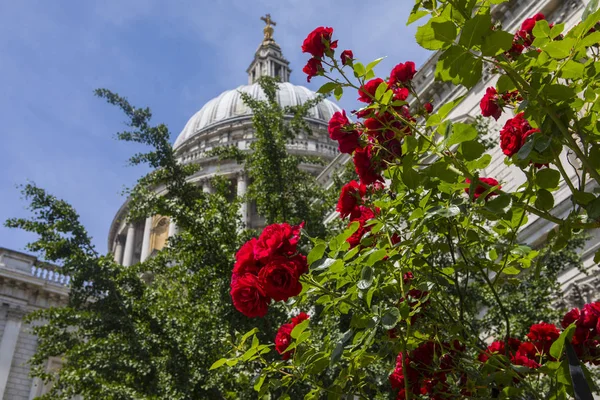 Red roses growing in the churchyard of the historic St. Pauls Cathedral in London, UK.