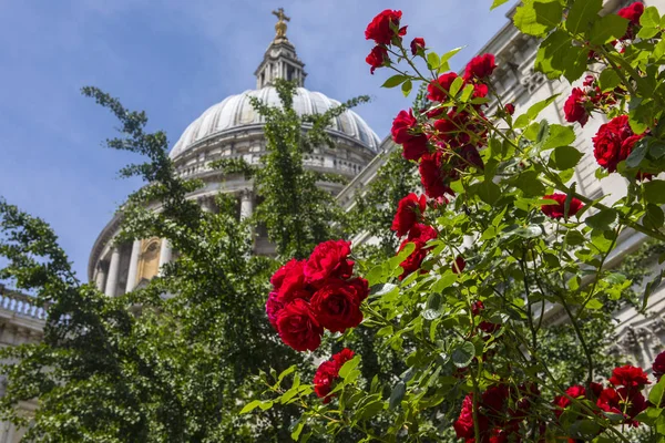 Rode Rozen Groeien Het Kerkhof Van Historische Pauls Cathedral Londen — Stockfoto