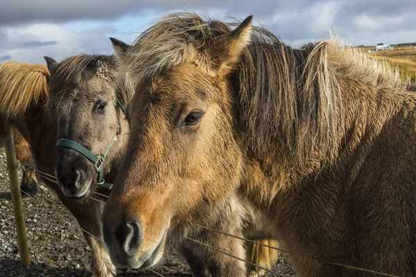 Dois Cavalos Islandeses Cavalo Islandês Exibe Duas Andanças Além Caminhada — Fotografia de Stock