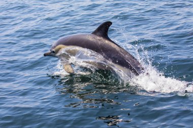 A Dolphin swimming off of the coast of Lagos in the Algarve region of Portugal. clipart