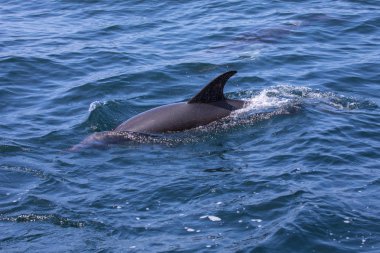 Lagos Sahili Portekiz Algarve bölgesinin kapalı bir yunus yüzme.