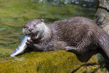 An Otter eating a fish. clipart