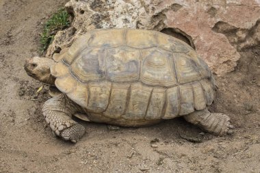 Bir görünümünü Afrika Mahmuzlu Kaplumbağası.