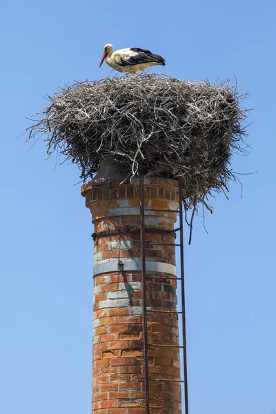 A Crane bird sitting in its nest on an old chimney in the historic old town of Lagos in the Algarve region of Portugal.