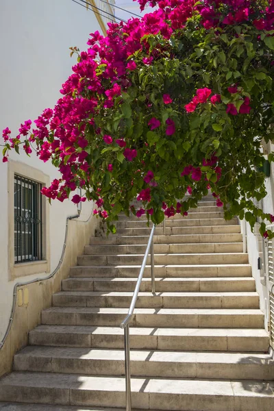 Een Reeks Van Stappen Mooie Trapsgewijze Bloemen Schilderachtige Oude Binnenstad — Stockfoto