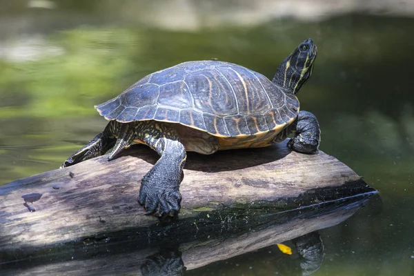 A Turtle standing on a log.