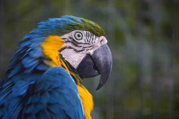 Close Van Een Blauwe Gele Ara Papegaai — Stockfoto