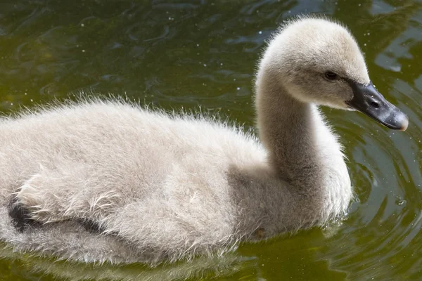 Bir Bebek Kuğu Kuğu Yavrusu Bilinen — Stok fotoğraf