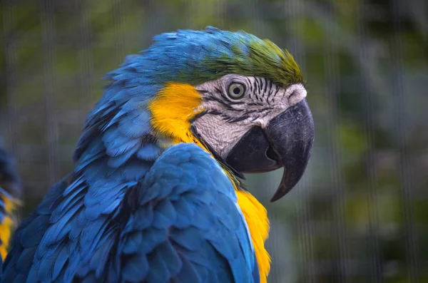 Close Van Een Blauwe Gele Ara Papegaai — Stockfoto