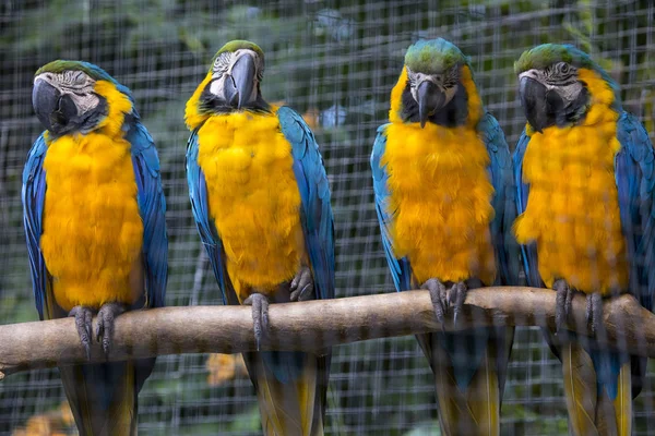 Blauwe Gele Ara Papegaaien — Stockfoto