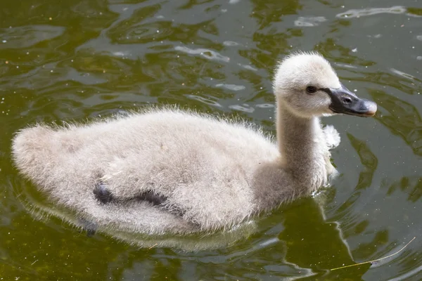 Cisne Bebé Conhecido Como Cygnet — Fotografia de Stock