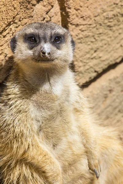 Meerkat Descansando Contra Una Pared Bajo Sol — Foto de Stock