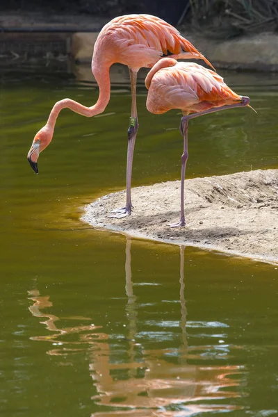 Lindos Flamingos Cativeiro — Fotografia de Stock