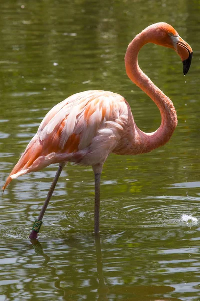 Een Flamingo Waden Het Water — Stockfoto
