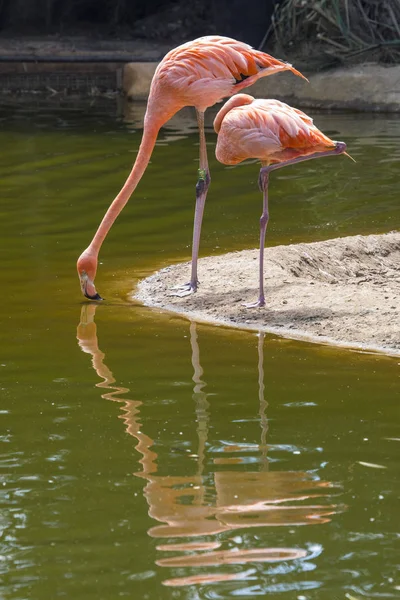 Lindos Flamingos Cativeiro — Fotografia de Stock