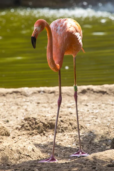 Uma Vista Flamingo — Fotografia de Stock