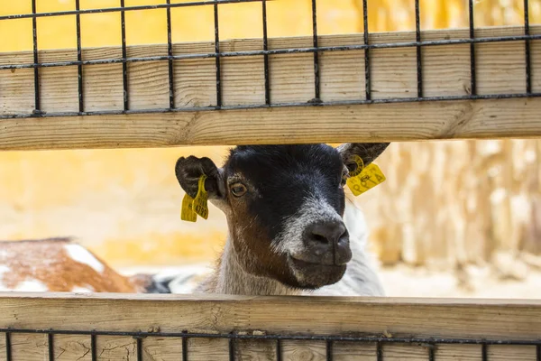 Goat Waiting Fed — Stock Photo, Image