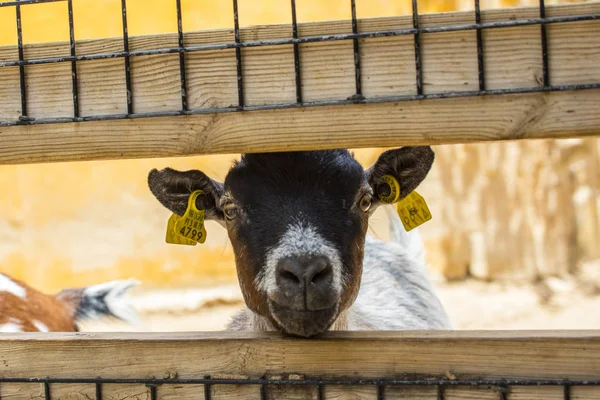 Goat Waiting Fed — Stock Photo, Image