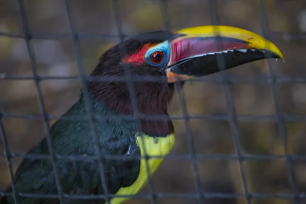 Uno Scatto Aracari Verde — Foto Stock