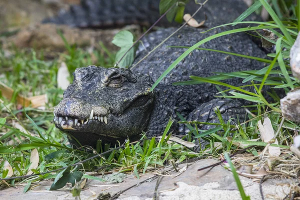 An African Dwarf Crocodile.