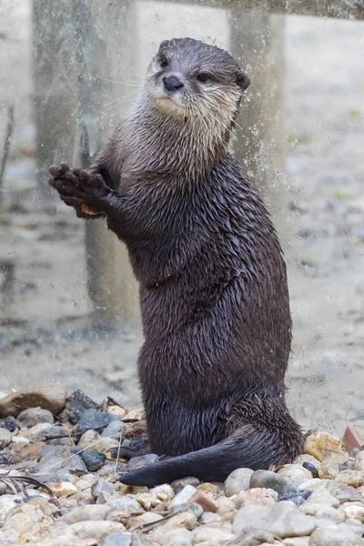 Shot Otter Captivity — Stock Photo, Image