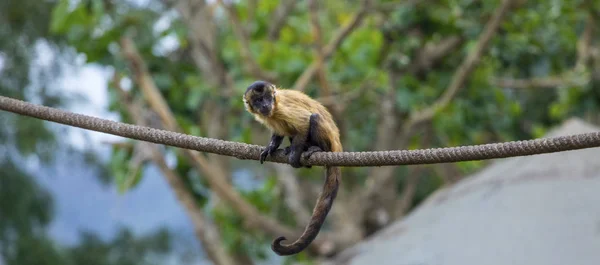 Brun Spider Monkey — Stockfoto