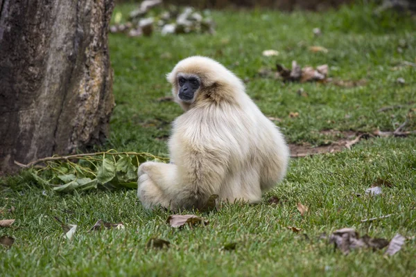 Lar Gibbon Cautiverio —  Fotos de Stock