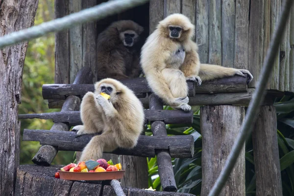 Lar Gibbons Zoológico —  Fotos de Stock