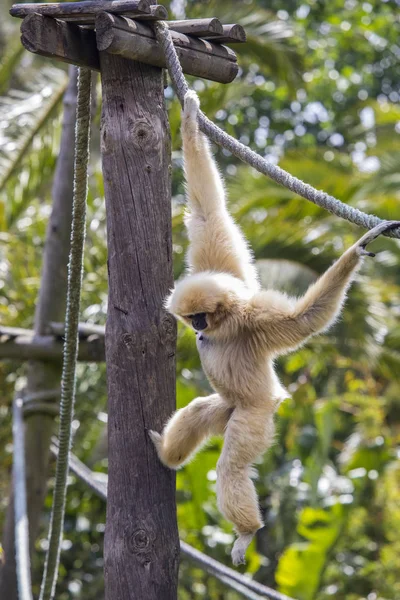 Lar Gibbon Zoológico —  Fotos de Stock