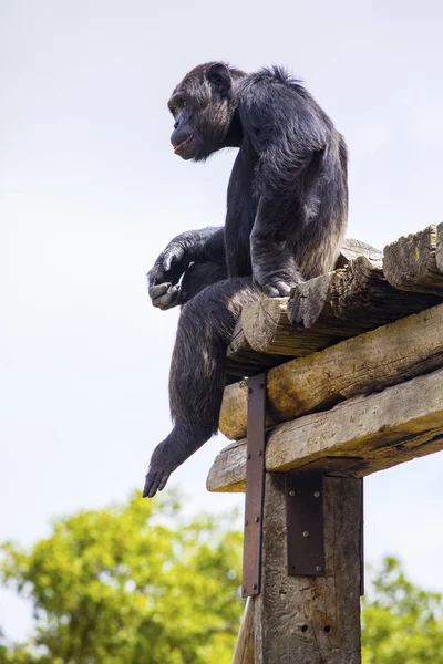 被囚禁的黑猩猩 — 图库照片