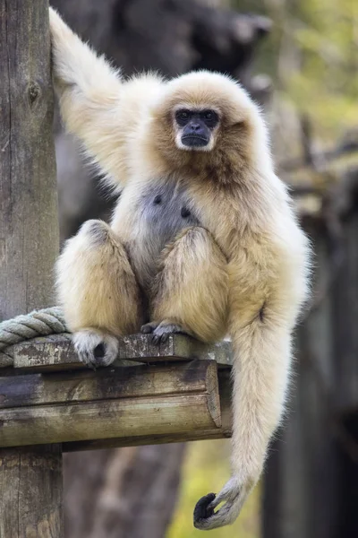 Lar Gibbon Cautiverio —  Fotos de Stock