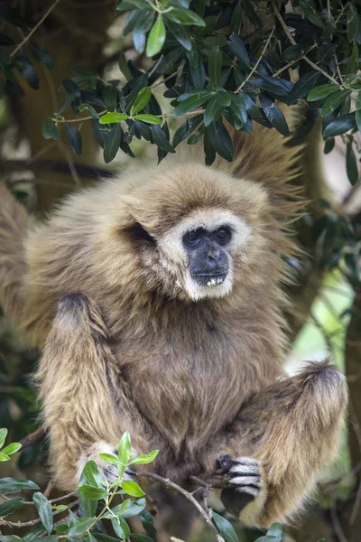 나무에 매달려 긴팔원숭이 — 스톡 사진